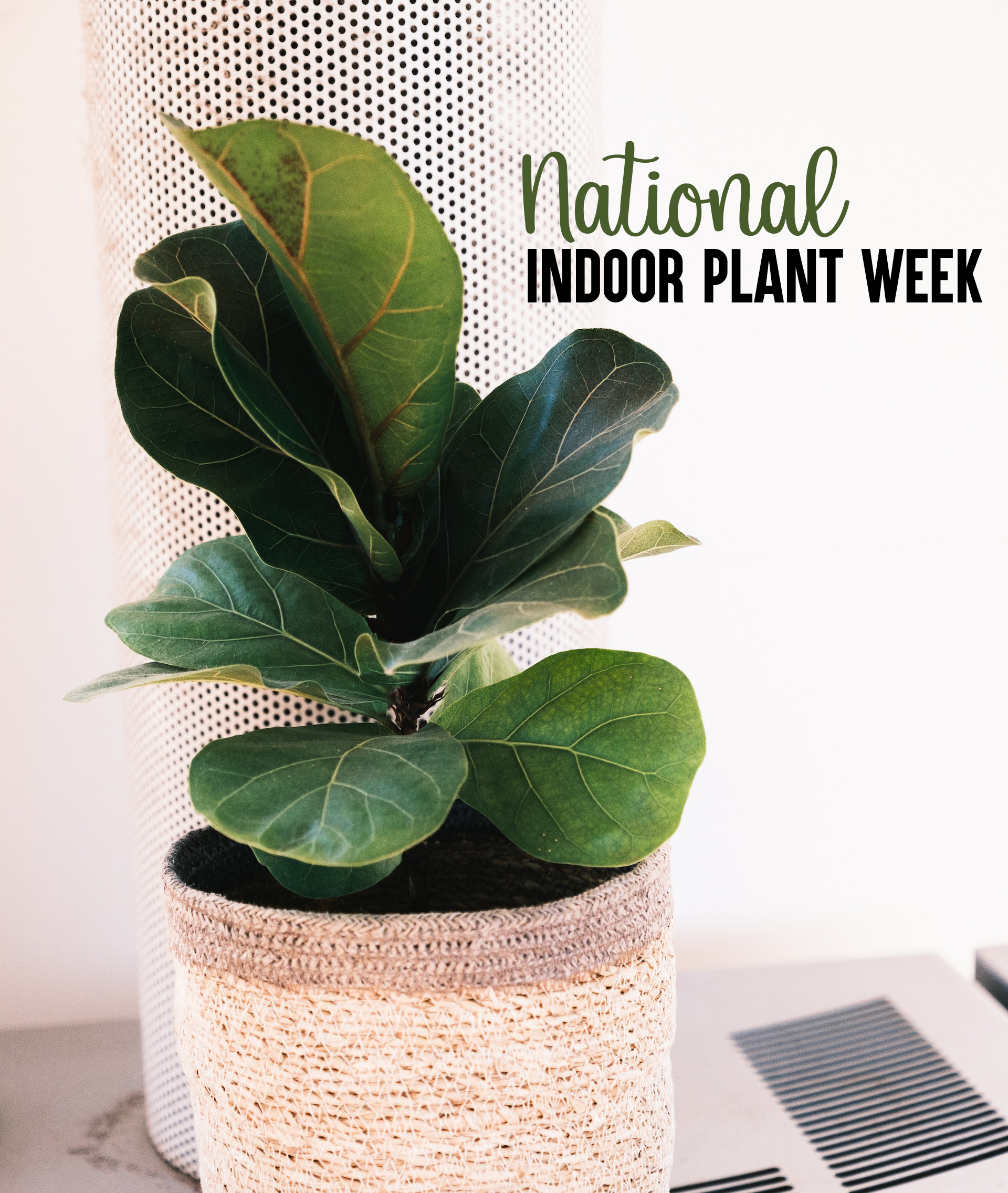 National Indoor Plant Week
